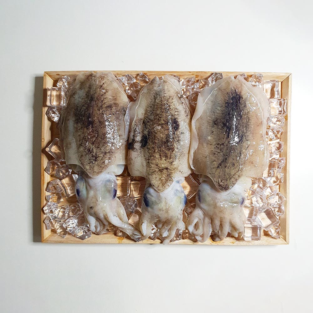 통통씨푸드 갑오징어 15-24미 3kg